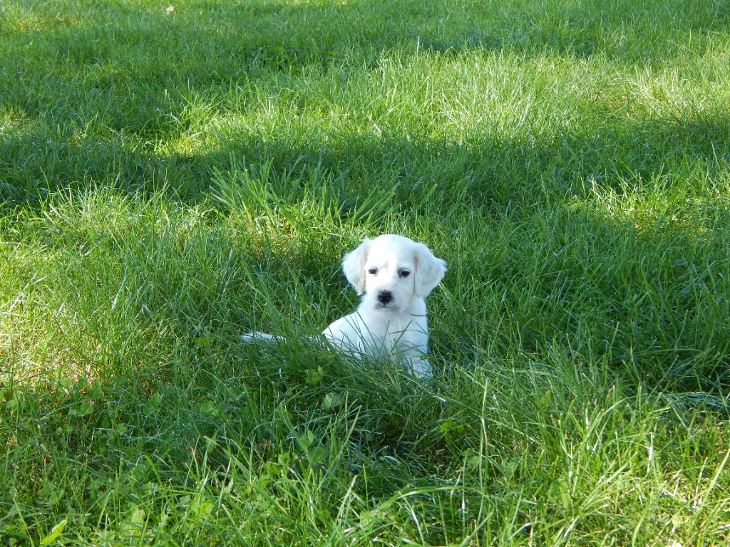 du Mas d'Eyraud - Chiots disponibles - Setter Anglais
