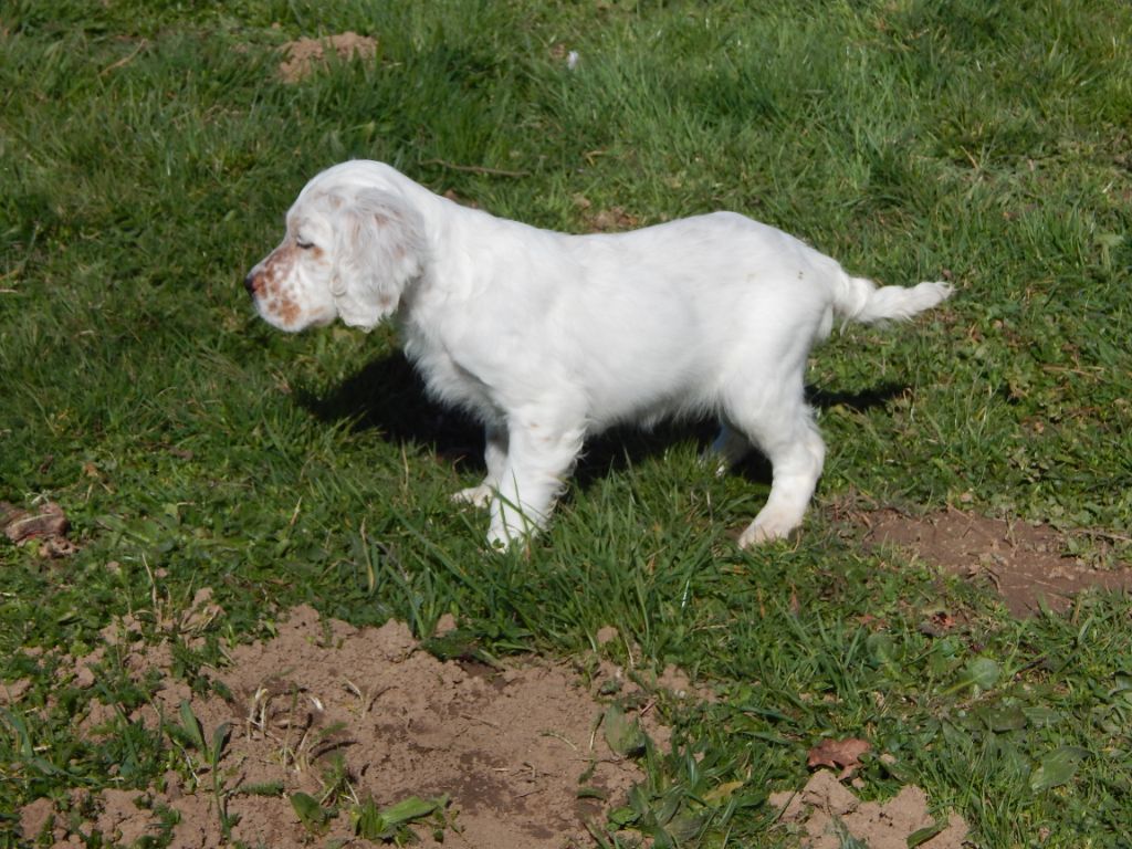 du Mas d'Eyraud - Setter Anglais - Portée née le 09/01/2025