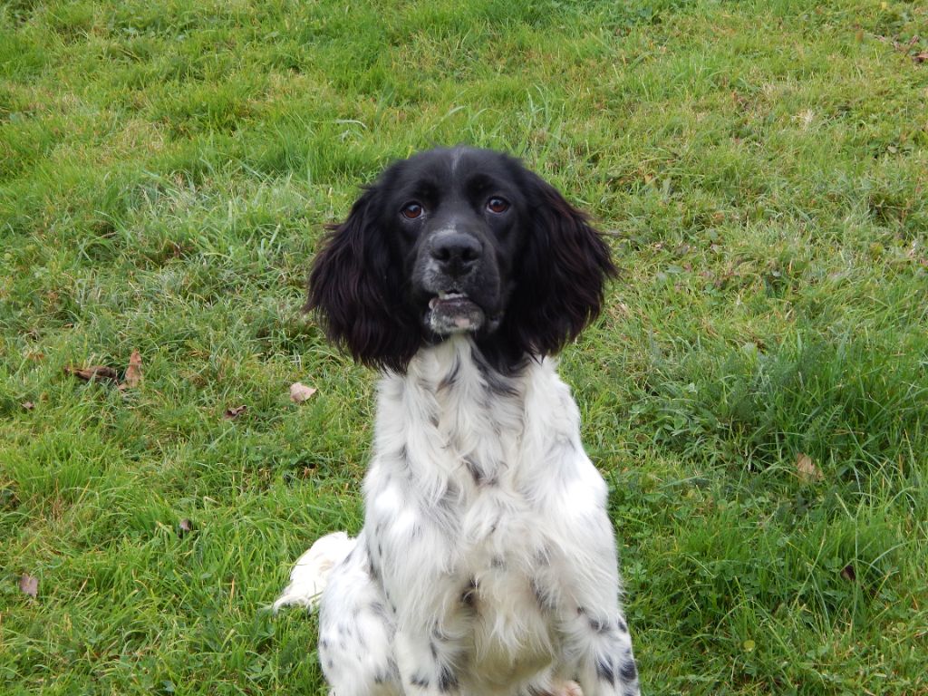 du Mas d'Eyraud - Chiots disponibles - Setter Anglais