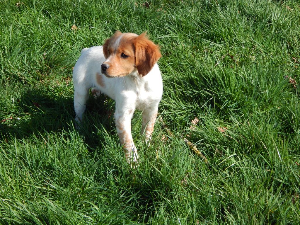 du Mas d'Eyraud - Chiots disponibles - Epagneul Breton