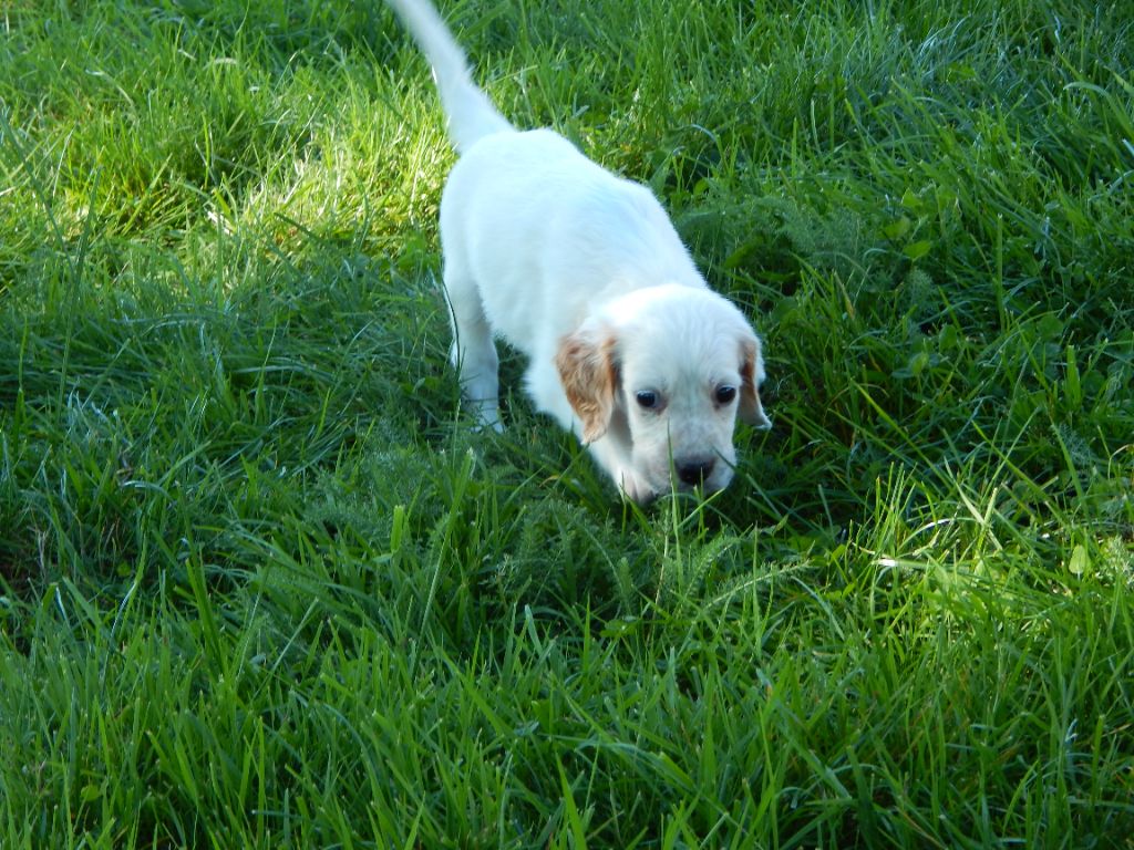 du Mas d'Eyraud - Chiots disponibles - Setter Anglais