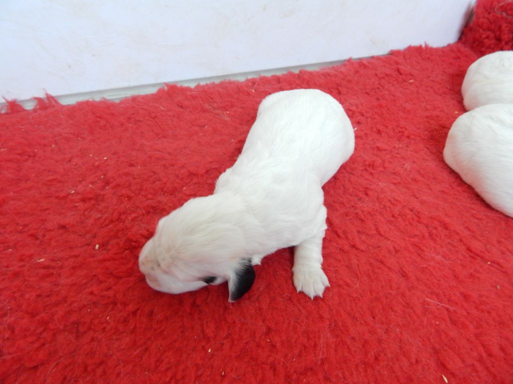 du Mas d'Eyraud - Chiots disponibles - Setter Anglais