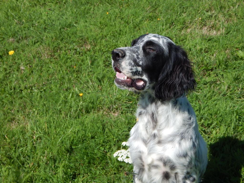 du Mas d'Eyraud - Chiots disponibles - Setter Anglais