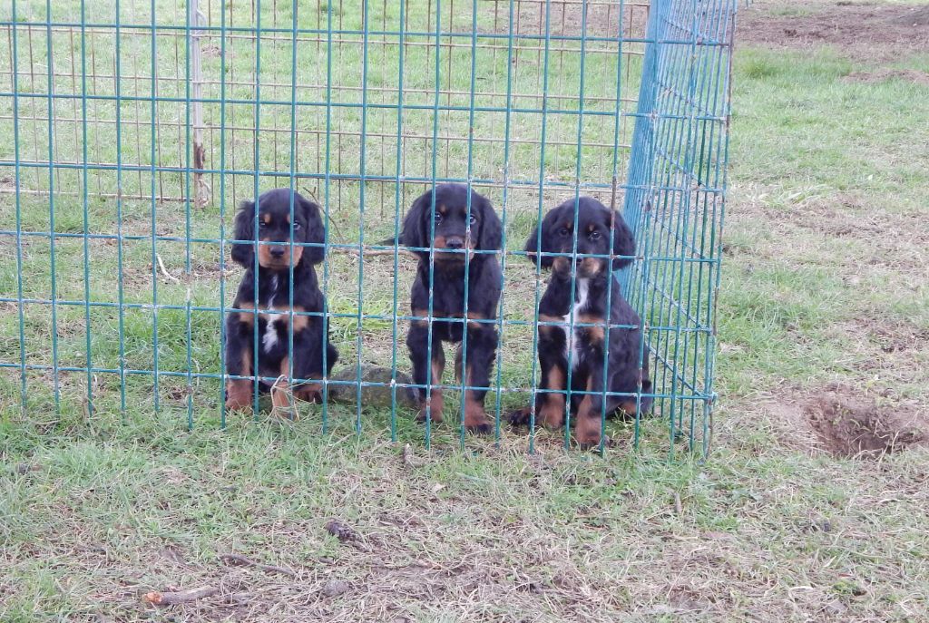 Chiot Setter Gordon du Mas d'Eyraud