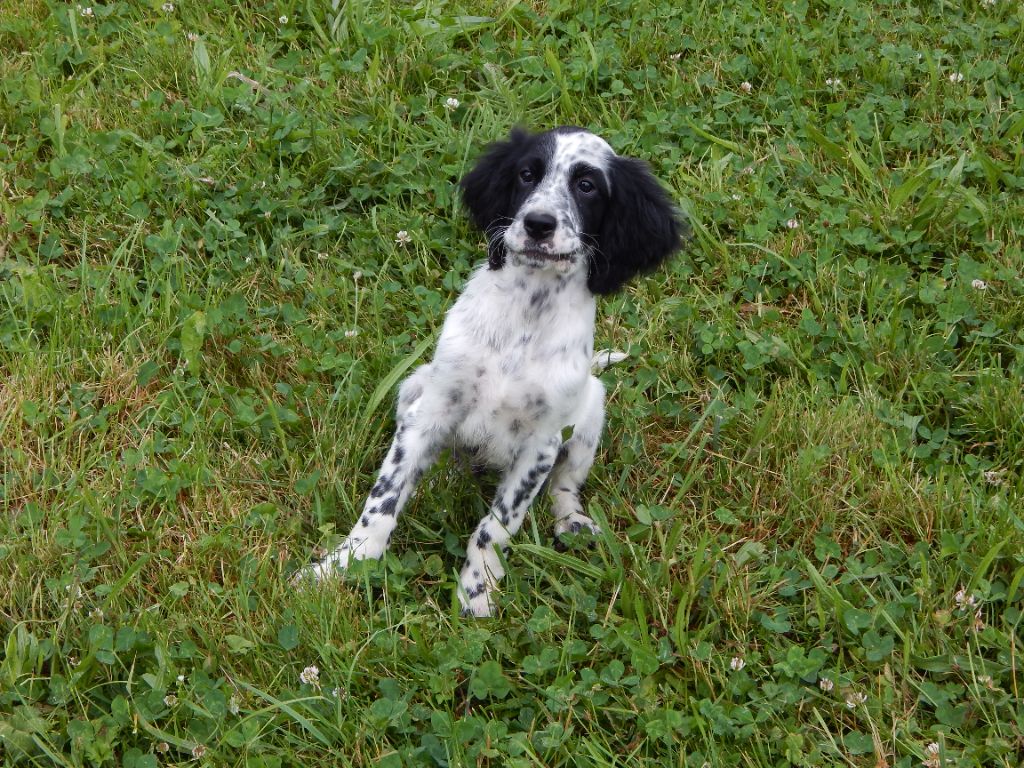 du Mas d'Eyraud - Chiots disponibles - Setter Anglais
