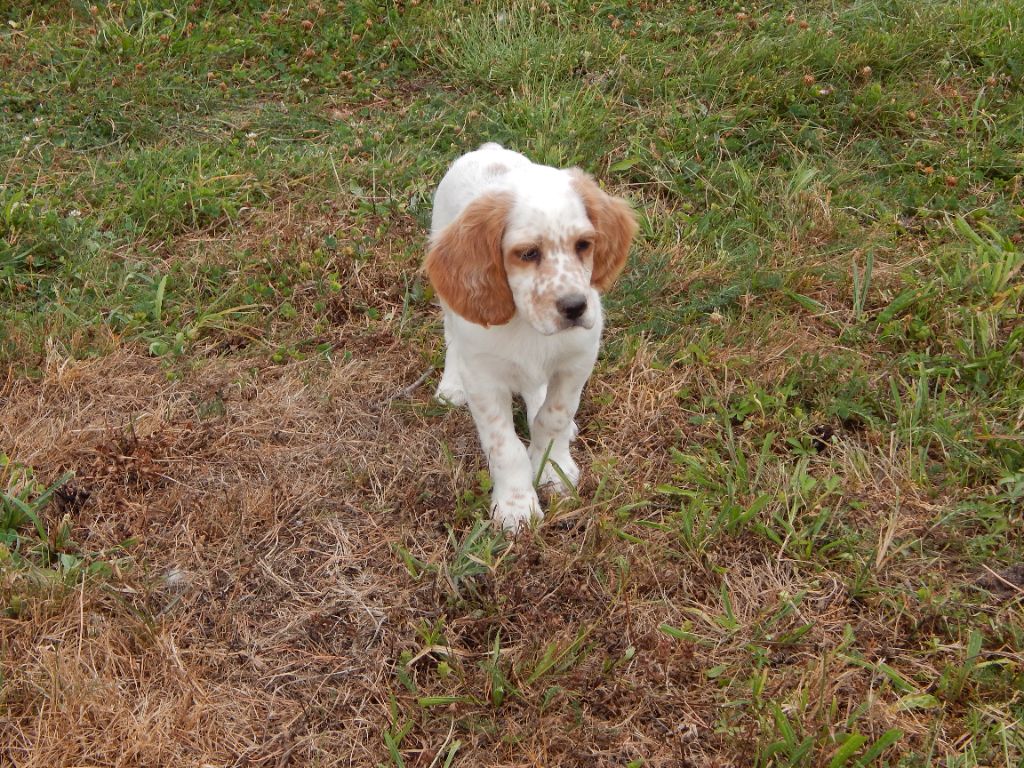 du Mas d'Eyraud - Chiots disponibles - Setter Anglais