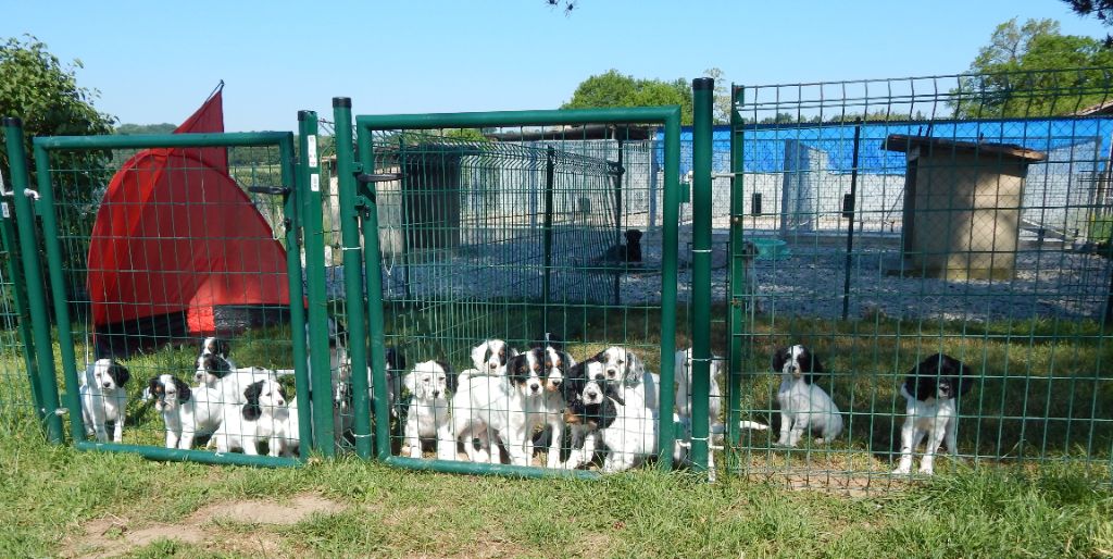 Chiot Setter Anglais du Mas d'Eyraud