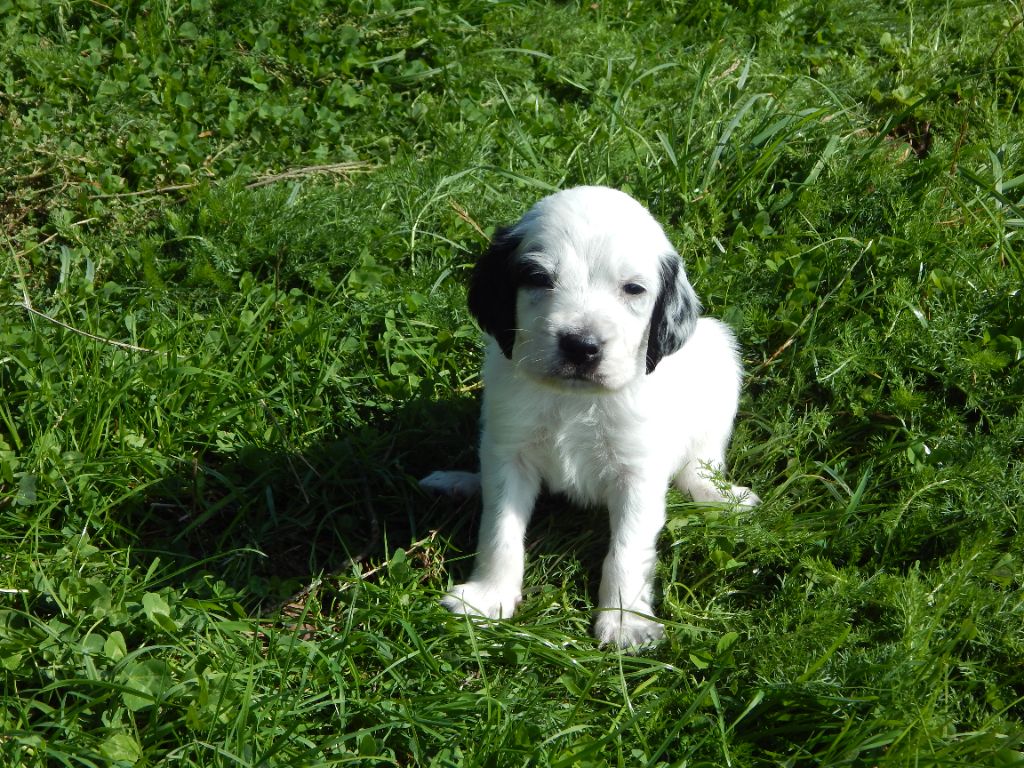 du Mas d'Eyraud - Chiots disponibles - Setter Anglais