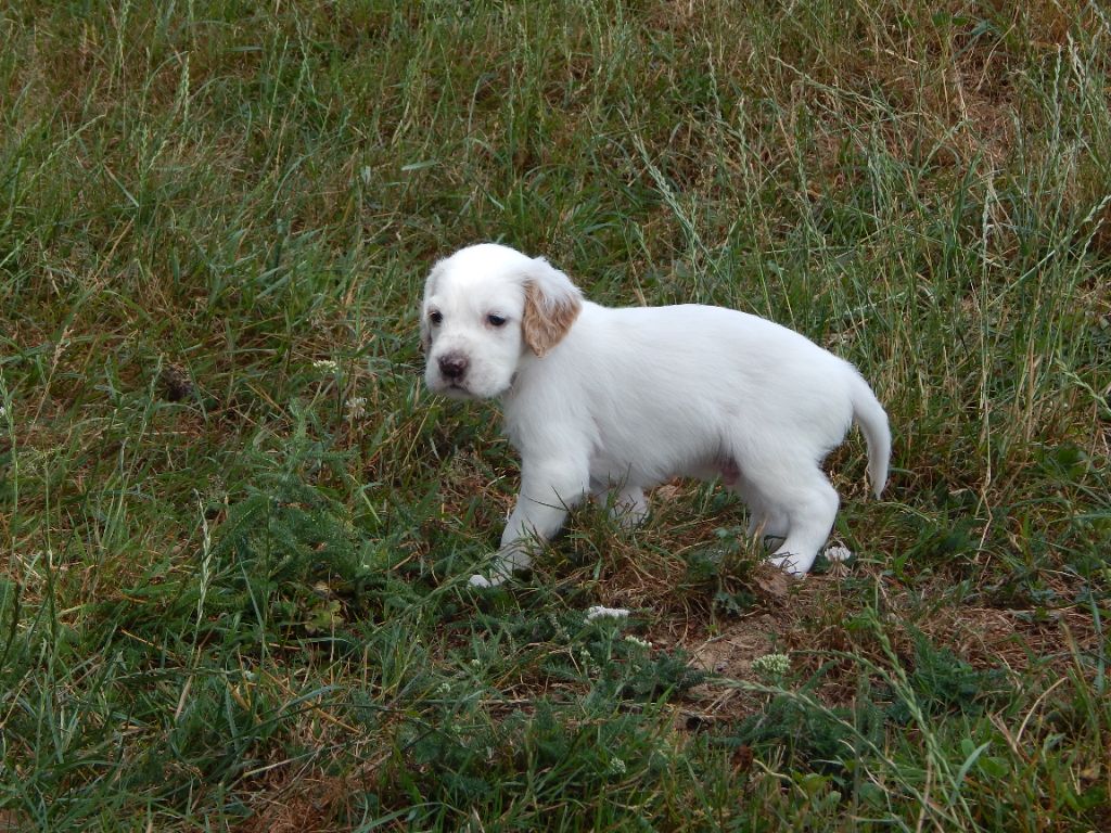 du Mas d'Eyraud - Chiots disponibles - Setter Anglais
