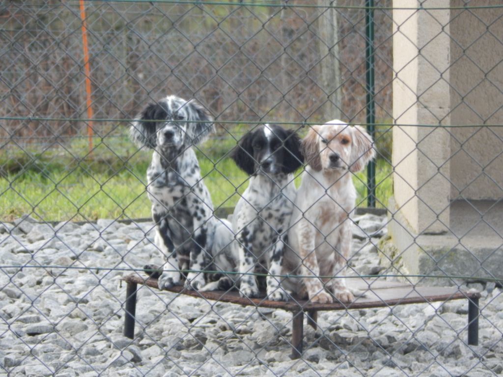 Chiot Setter Anglais du Mas d'Eyraud