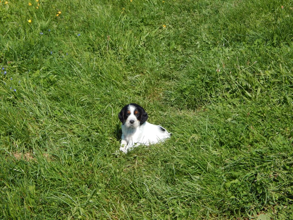du Mas d'Eyraud - Chiots disponibles - Setter Anglais