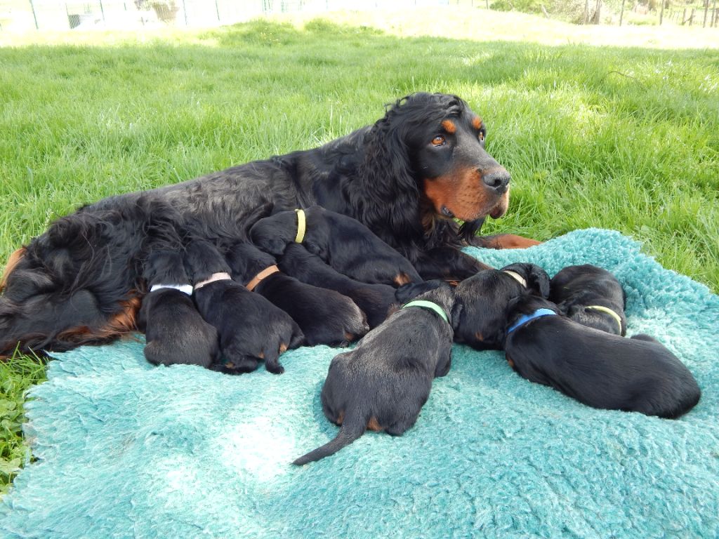 Chiot Setter Gordon du Mas d'Eyraud