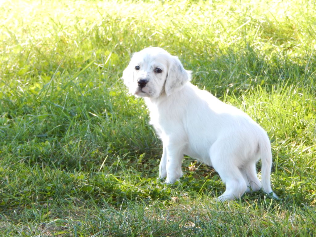 du Mas d'Eyraud - Chiots disponibles - Setter Anglais