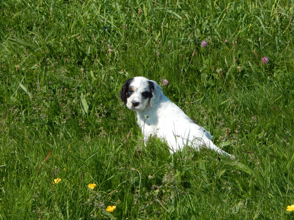 du Mas d'Eyraud - Chiots disponibles - Setter Anglais