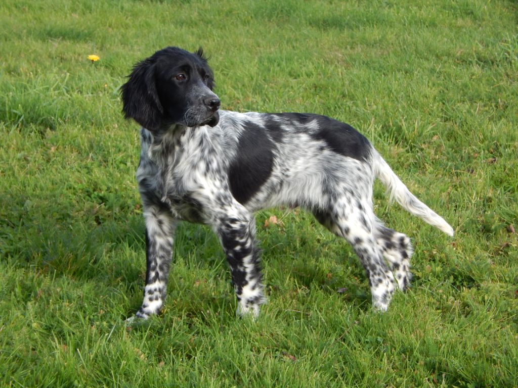 du Mas d'Eyraud - Setter Anglais - Portée née le 22/06/2025