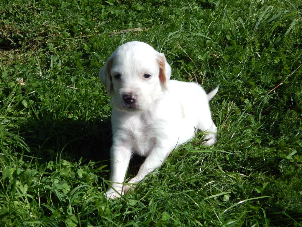 du Mas d'Eyraud - Chiots disponibles - Setter Anglais