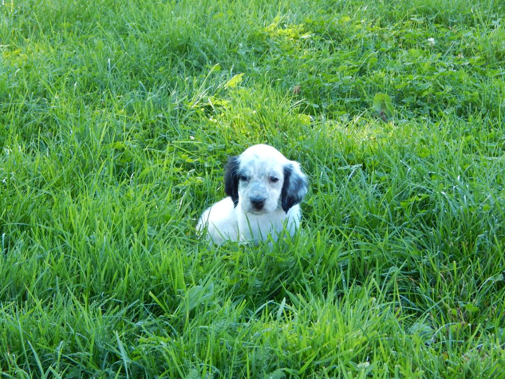 du Mas d'Eyraud - Chiots disponibles - Setter Anglais
