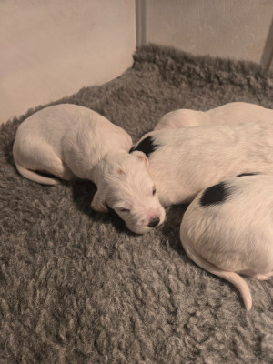 CHIOT 1