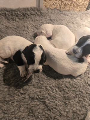 CHIOT 4