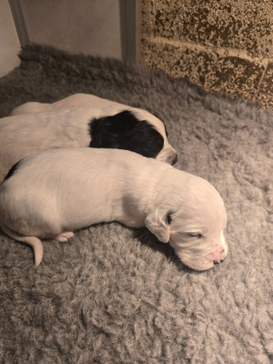 CHIOT 2