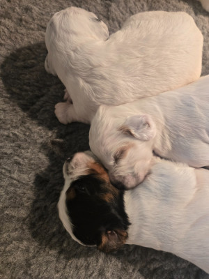 CHIOT 5