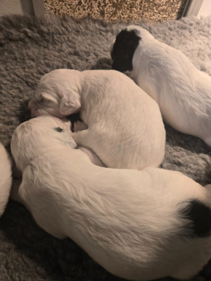 CHIOT 6