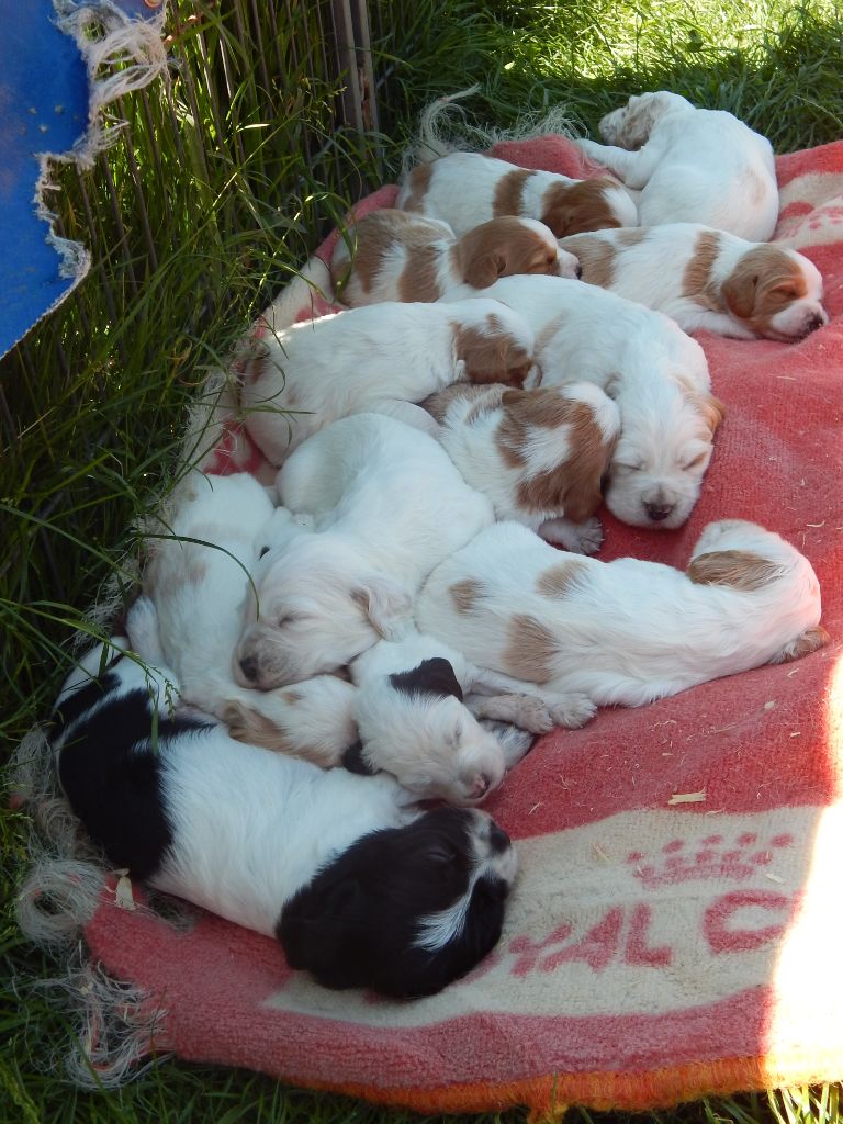 Chiot Setter Anglais du Mas d'Eyraud
