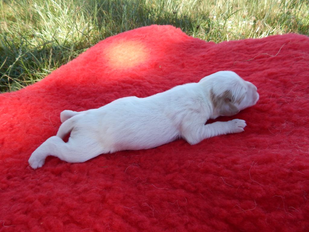 du Mas d'Eyraud - Chiots disponibles - Setter Anglais