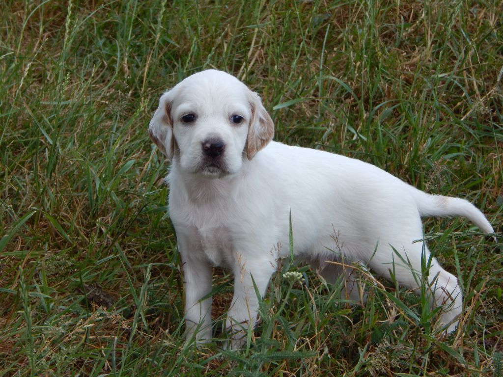 du Mas d'Eyraud - Chiots disponibles - Setter Anglais