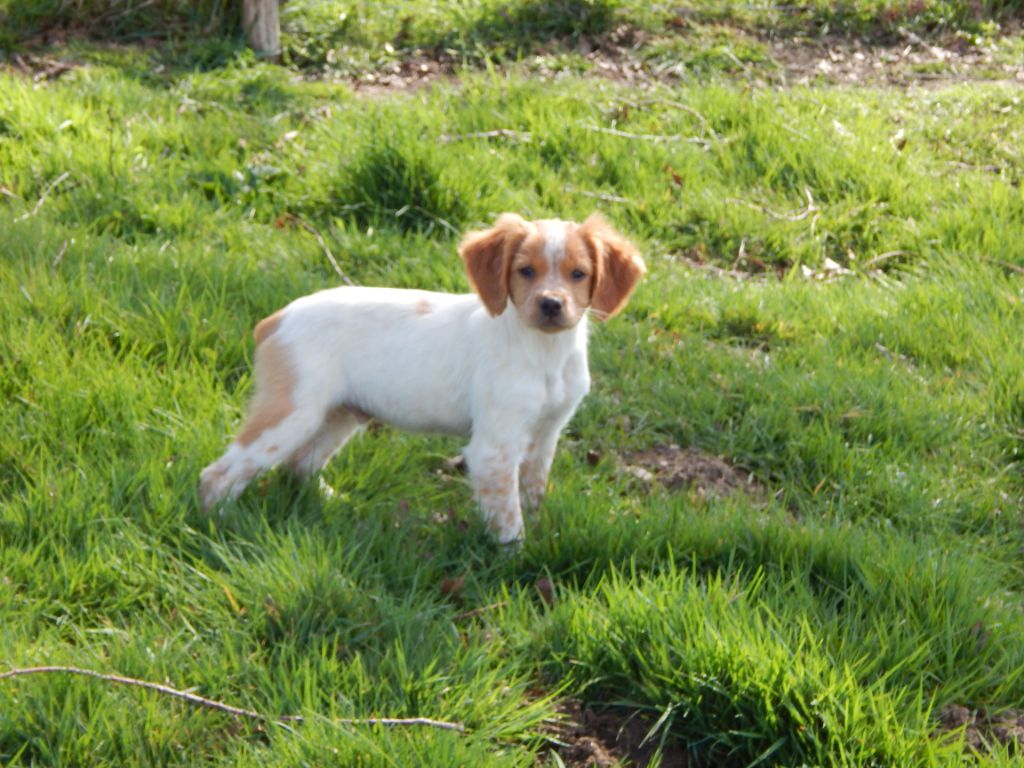 du Mas d'Eyraud - Chiots disponibles - Epagneul Breton