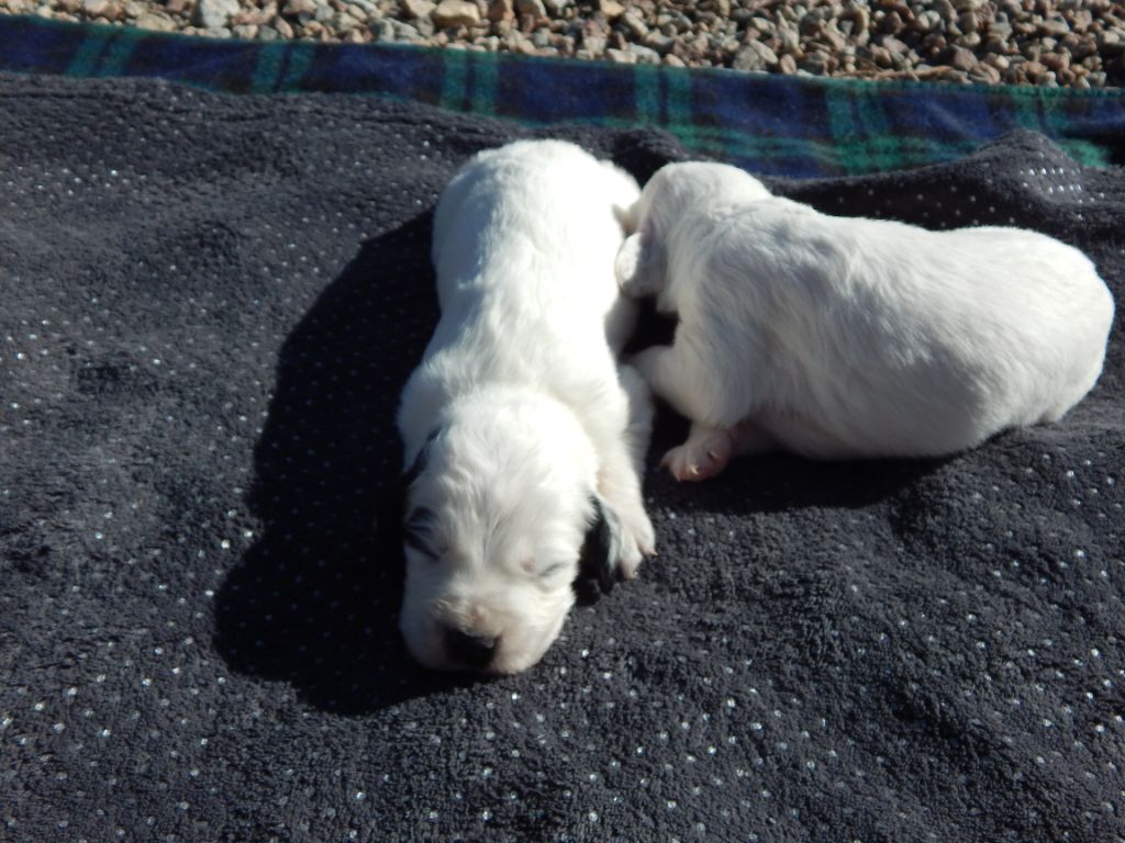 du Mas d'Eyraud - Chiots disponibles - Setter Anglais