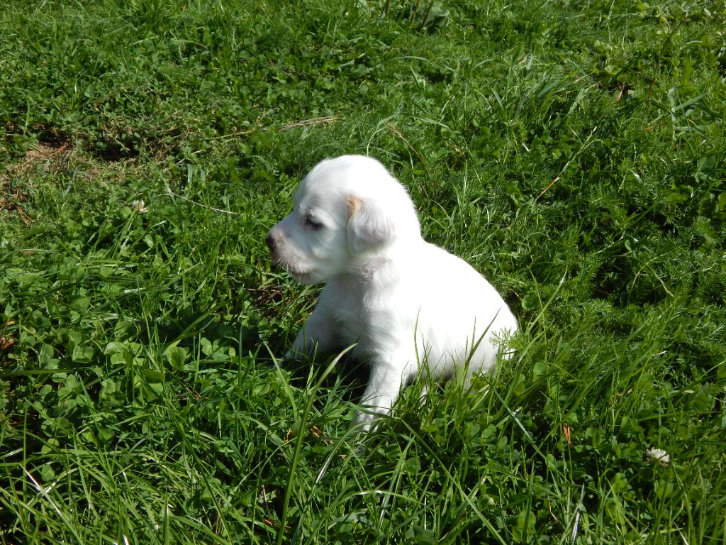 du Mas d'Eyraud - Chiots disponibles - Setter Anglais