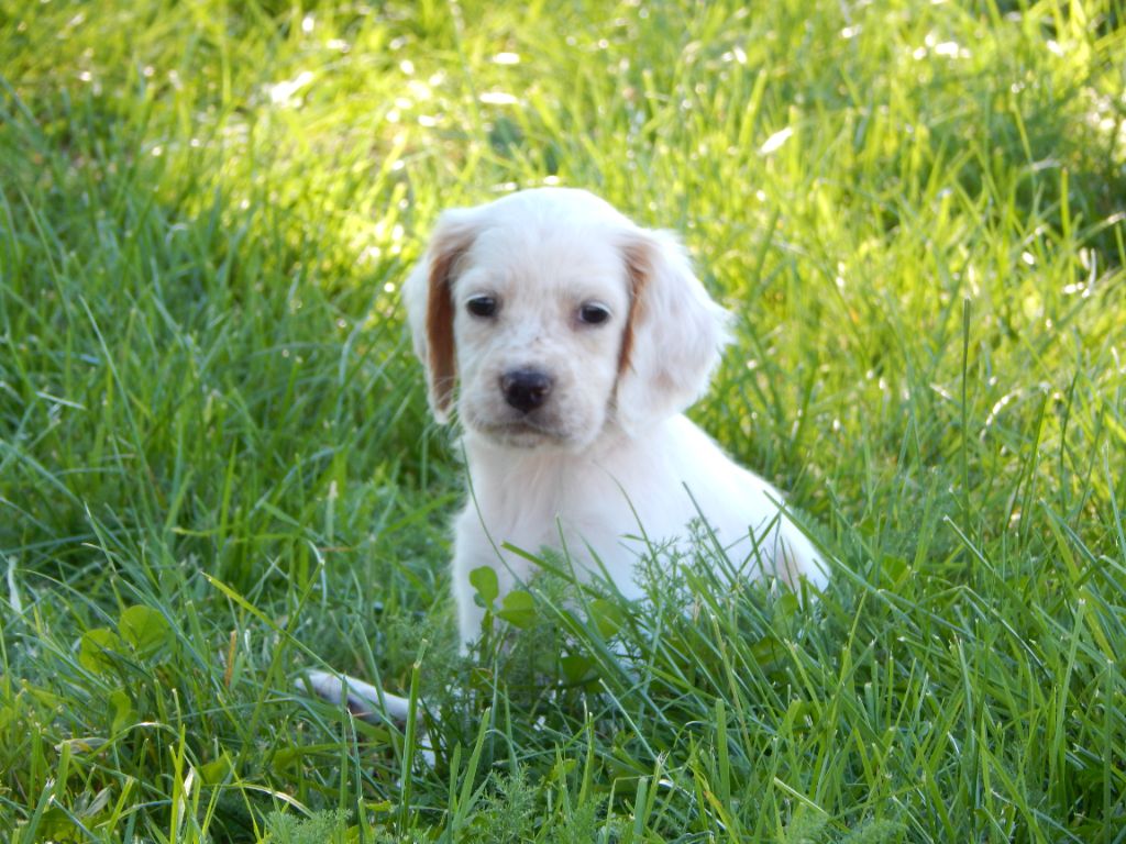 du Mas d'Eyraud - Chiots disponibles - Setter Anglais