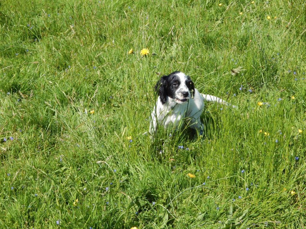 du Mas d'Eyraud - Chiots disponibles - Setter Anglais