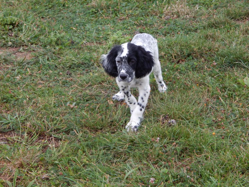 du Mas d'Eyraud - Chiots disponibles - Setter Anglais