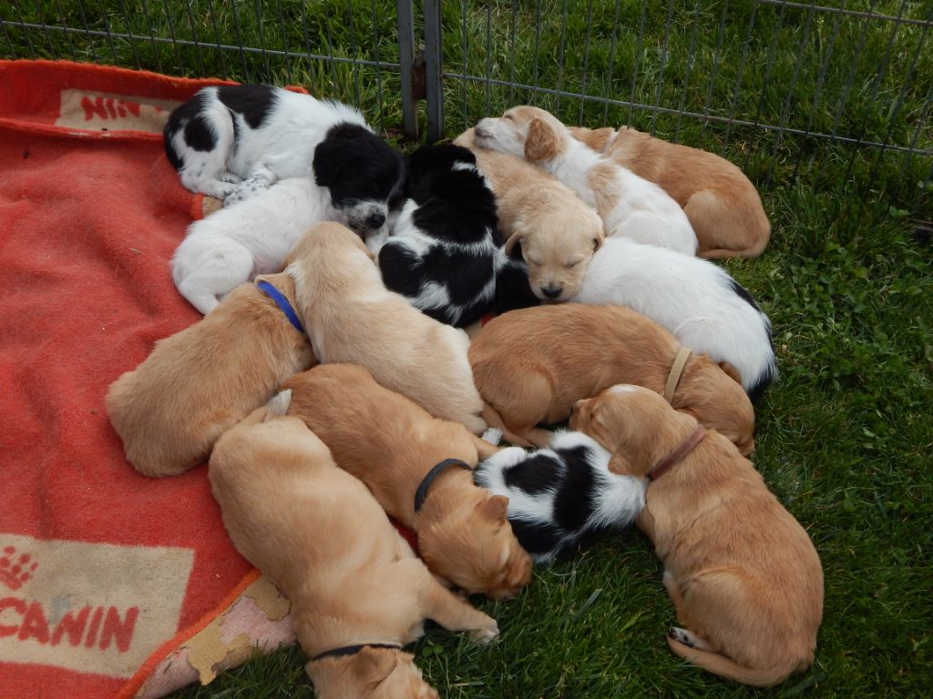 Chiot Setter Anglais du Mas d'Eyraud