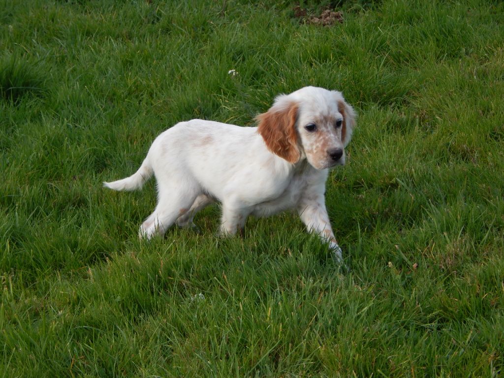du Mas d'Eyraud - Chiots disponibles - Setter Anglais
