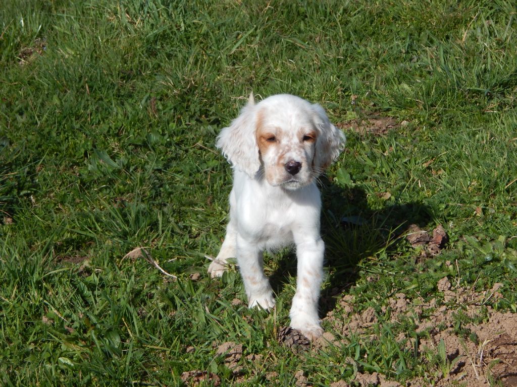 du Mas d'Eyraud - Chiots disponibles - Setter Anglais