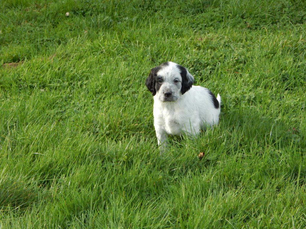 du Mas d'Eyraud - Chiots disponibles - Setter Anglais