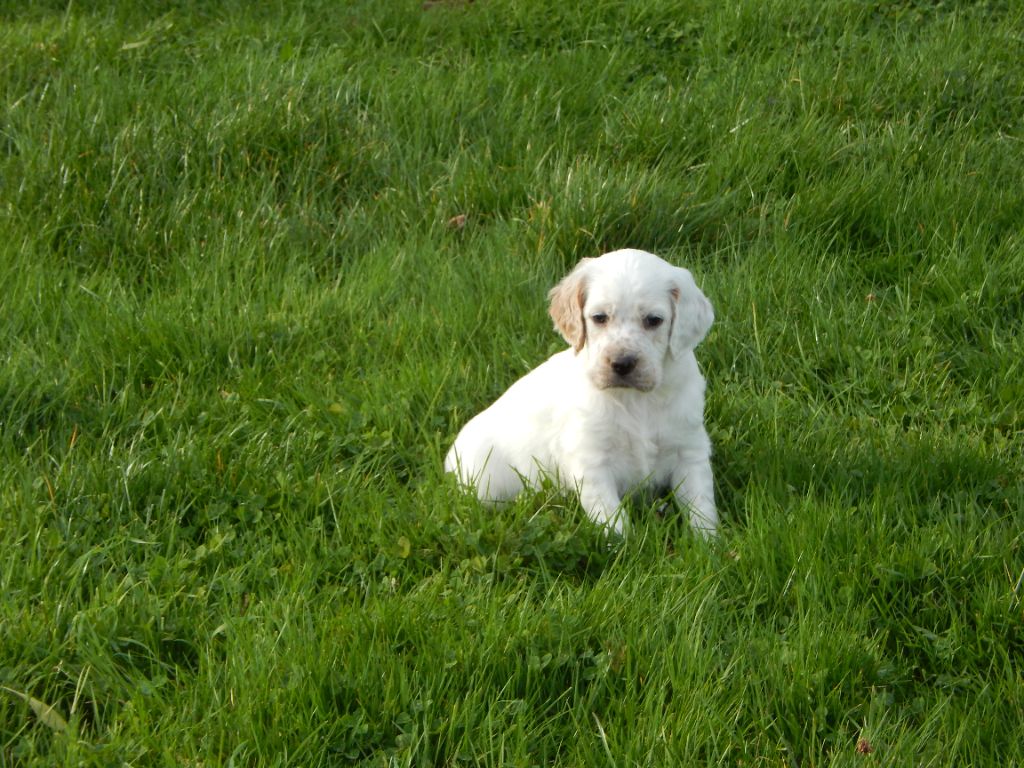 du Mas d'Eyraud - Chiots disponibles - Setter Anglais