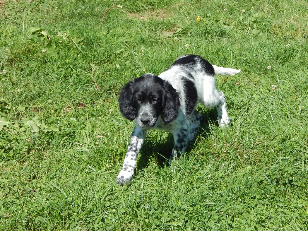 du Mas d'Eyraud - Setter Anglais - Portée née le 22/06/2025