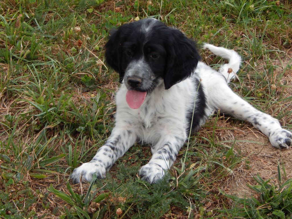 du Mas d'Eyraud - Setter Anglais - Portée née le 22/06/2025