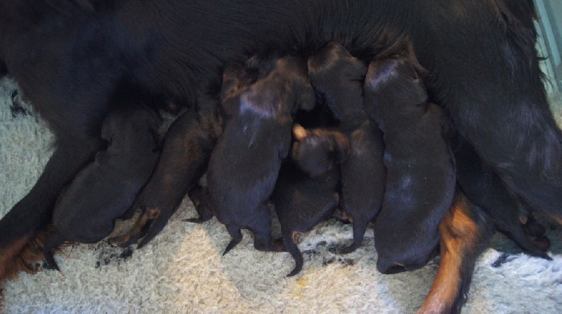 Chiot Setter Gordon du Mas d'Eyraud