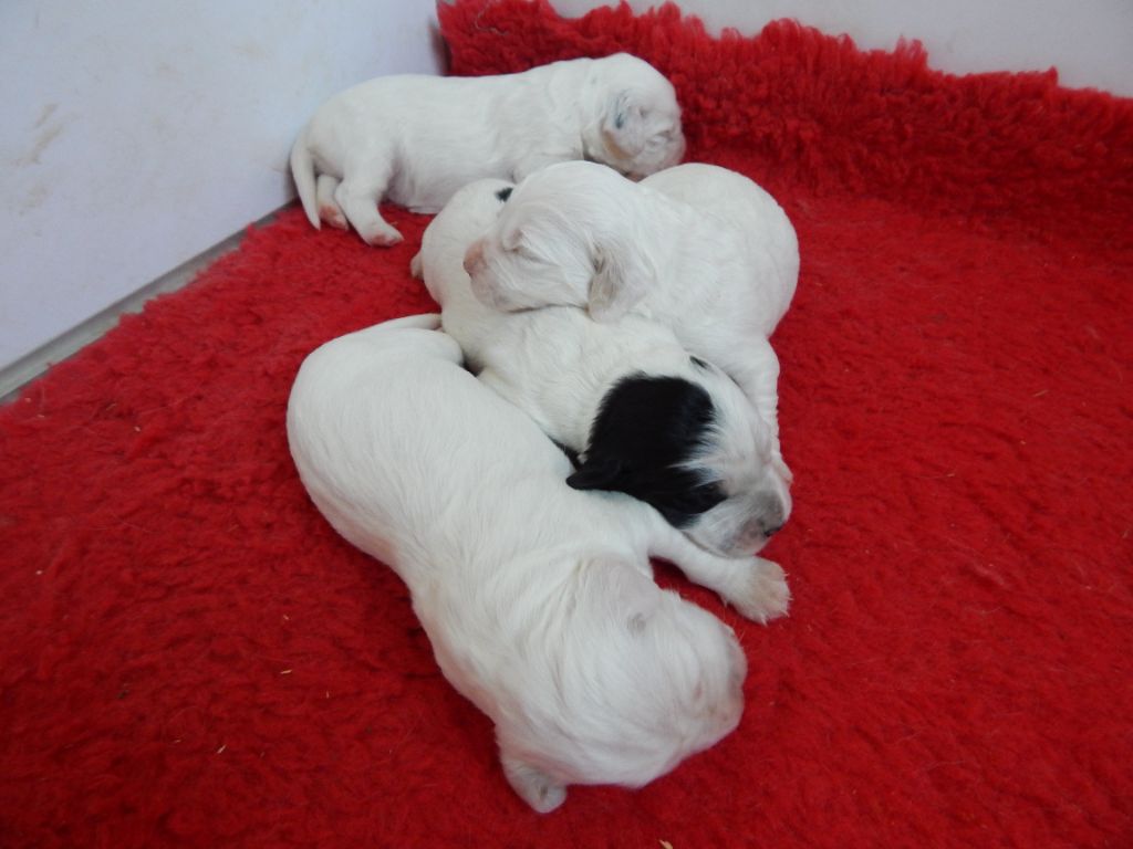 Chiot Setter Anglais du Mas d'Eyraud