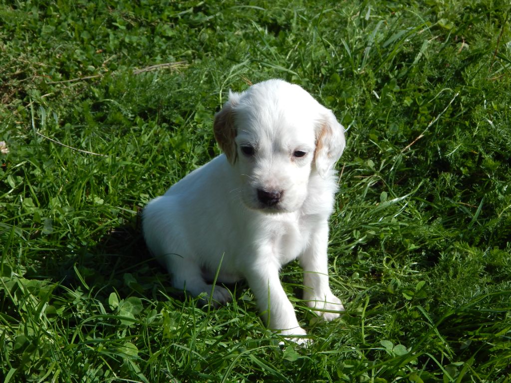 du Mas d'Eyraud - Chiots disponibles - Setter Anglais