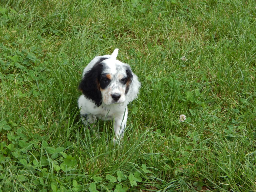 du Mas d'Eyraud - Chiots disponibles - Setter Anglais