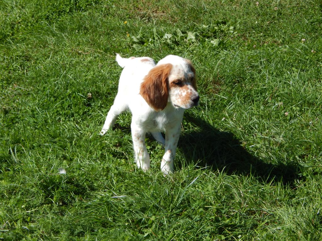 du Mas d'Eyraud - Chiots disponibles - Setter Anglais