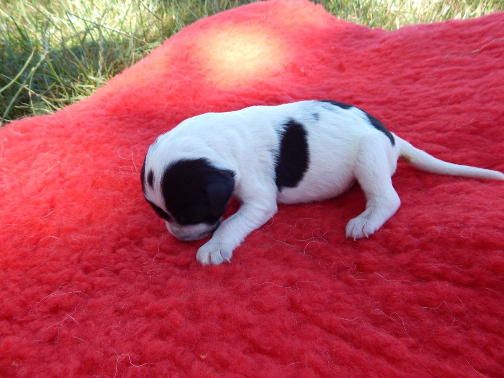 du Mas d'Eyraud - Chiots disponibles - Setter Anglais