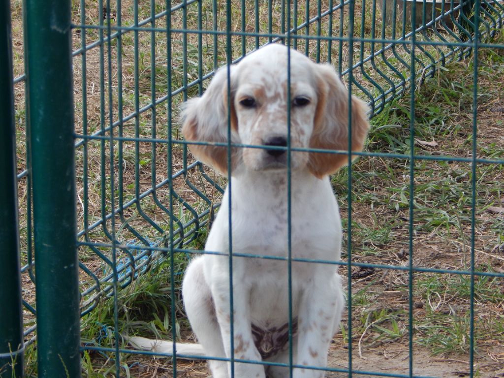 du Mas d'Eyraud - Chiots disponibles - Setter Anglais