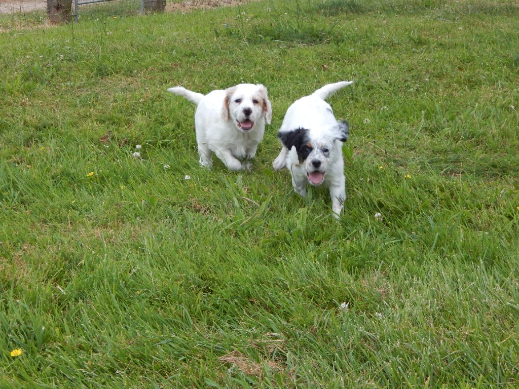 Chiot Setter Anglais du Mas d'Eyraud